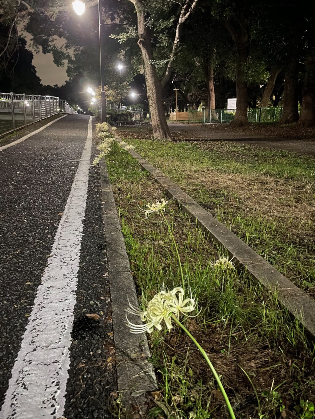 白の彼岸花だらけ