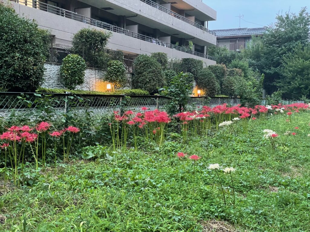 赫彼岸花