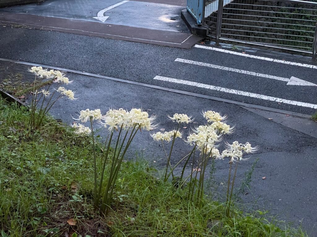 白彼岸花